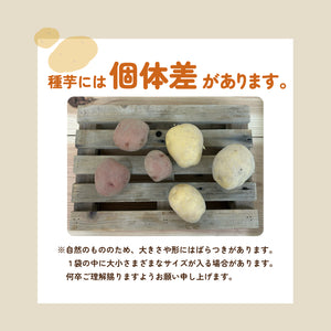 さんじゅう丸｜種じゃがいも｜秋植え